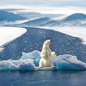 icebear, climate change, polar bear-2750604.jpg